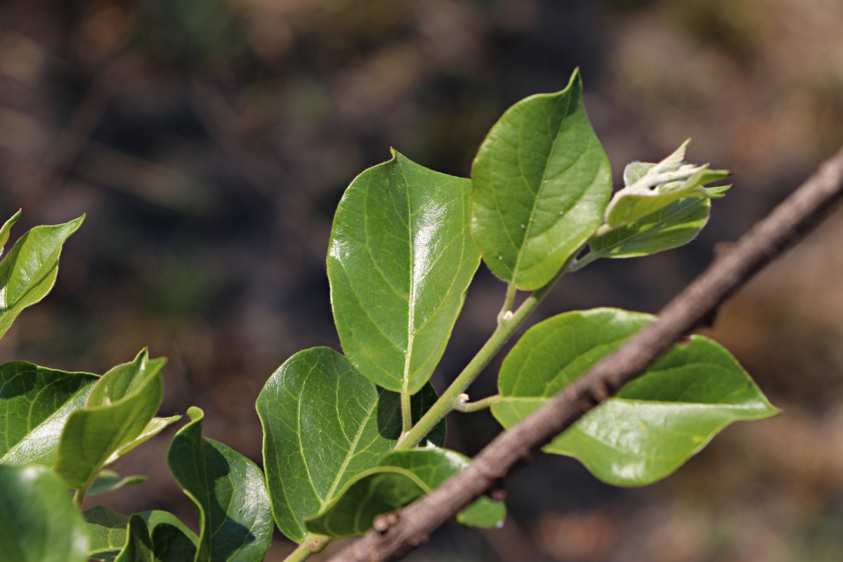 Combretum microphyllum