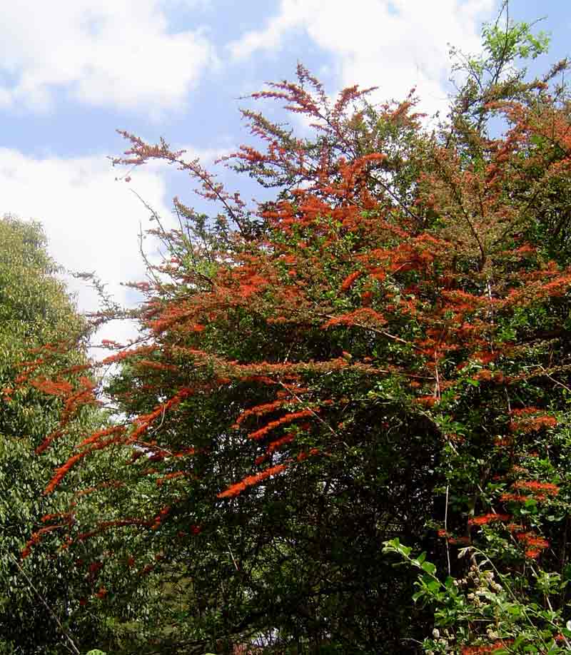 Combretum microphyllum