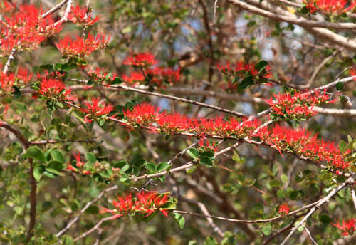Combretum microphyllum
