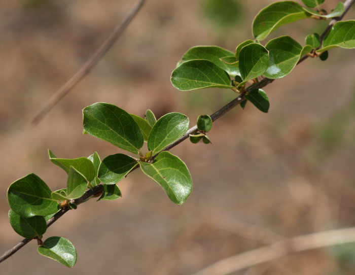 Combretum microphyllum