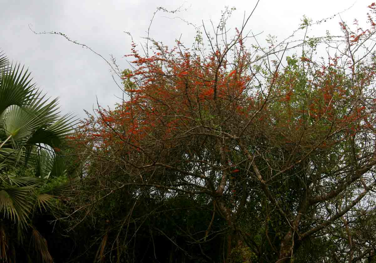 Combretum microphyllum
