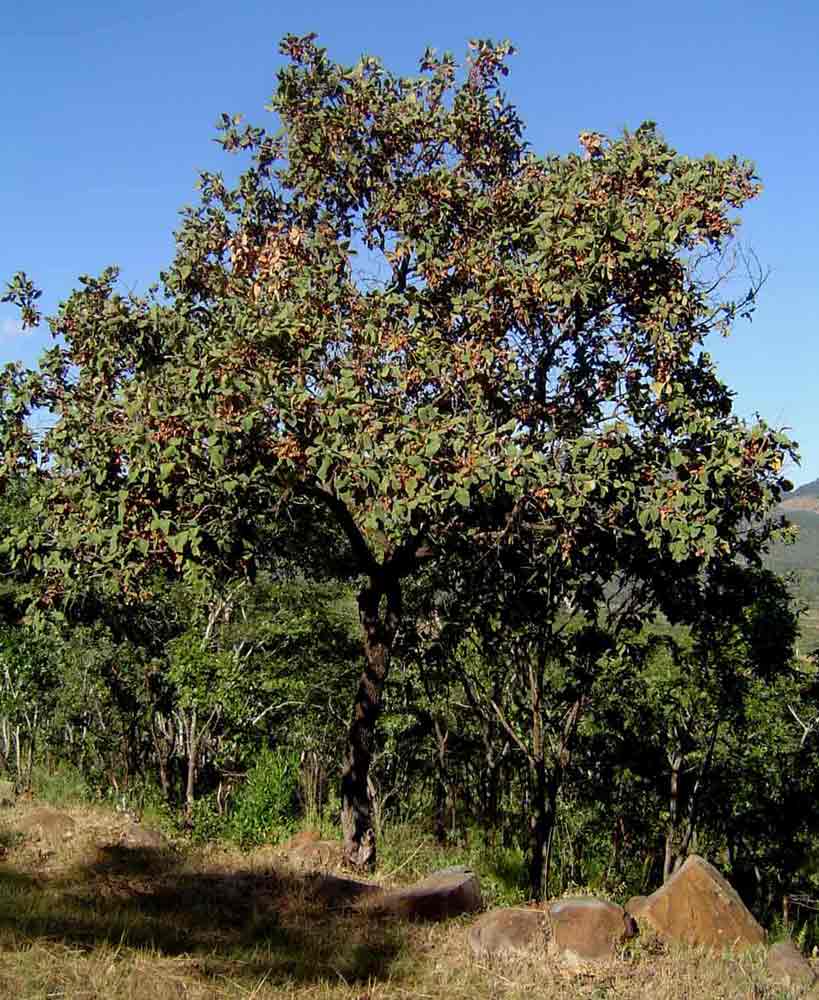 Combretum molle