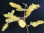 Combretum molle
