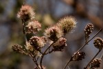 Combretum mossambicense