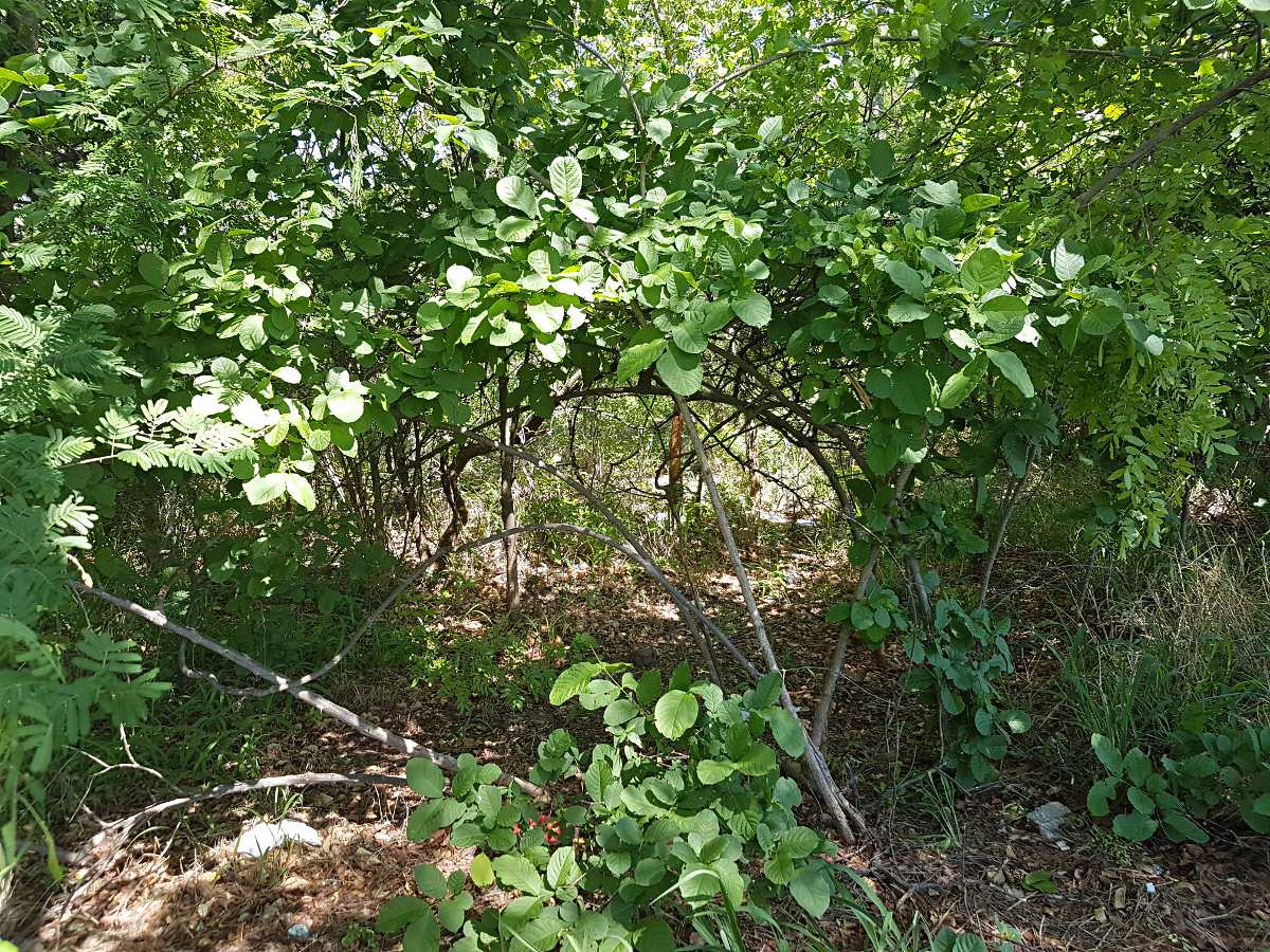 Combretum mossambicense