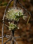 Combretum mossambicense