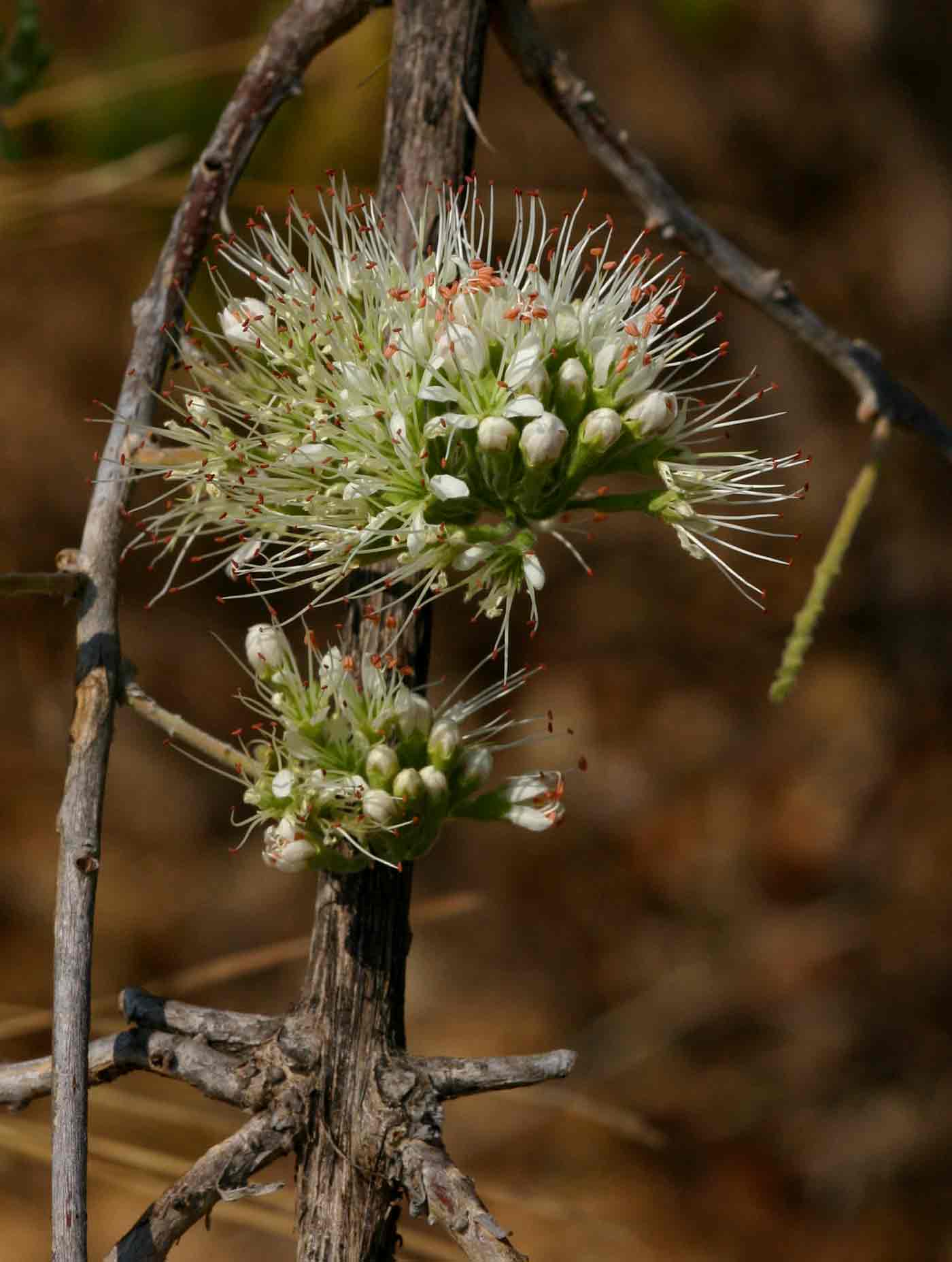 Combretum mossambicense