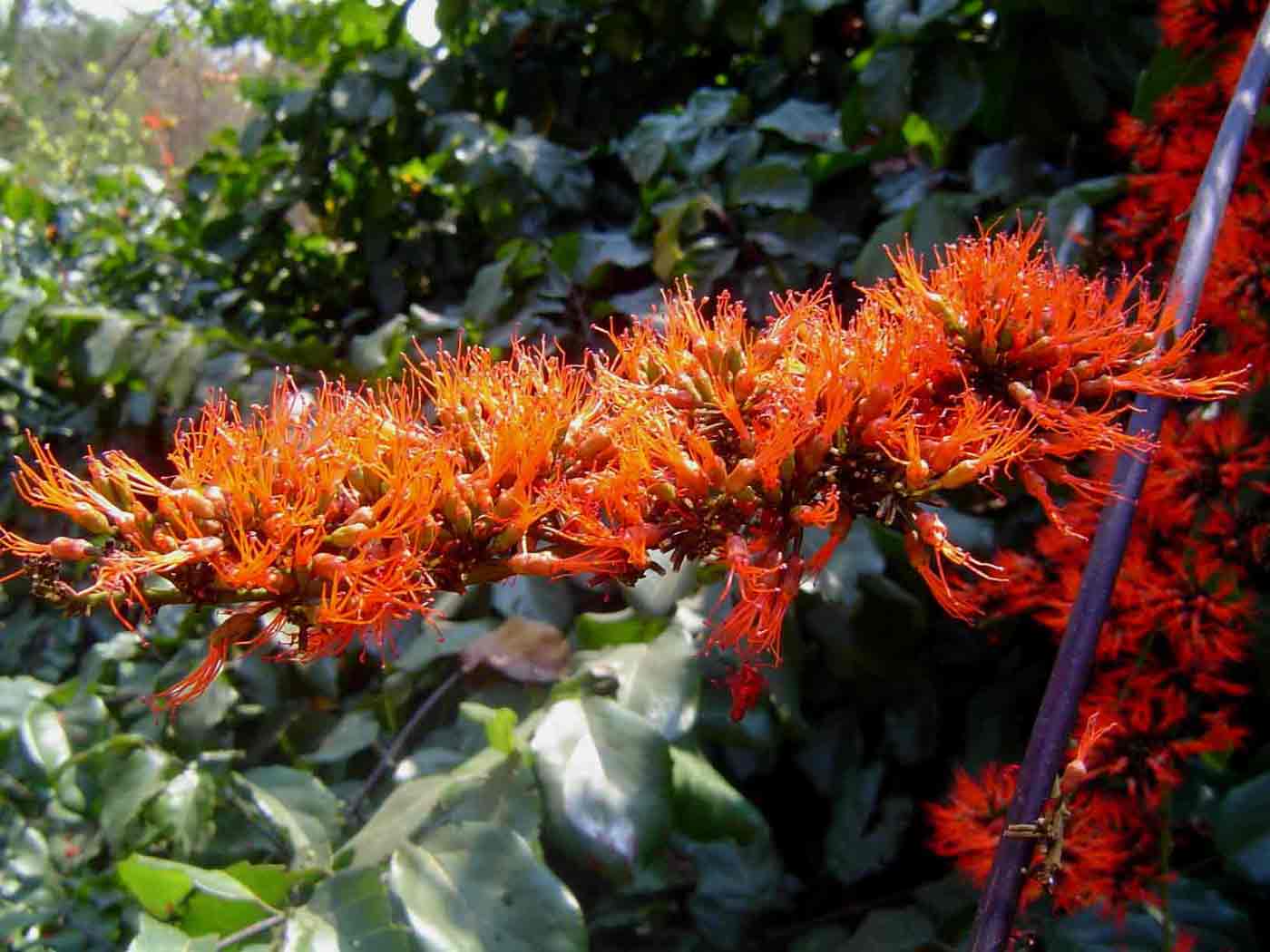 Combretum paniculatum
