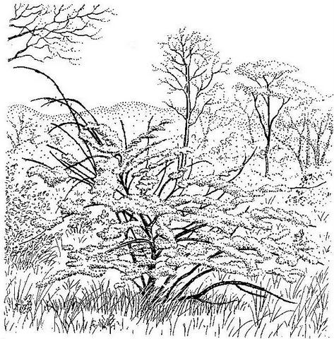 Combretum paniculatum