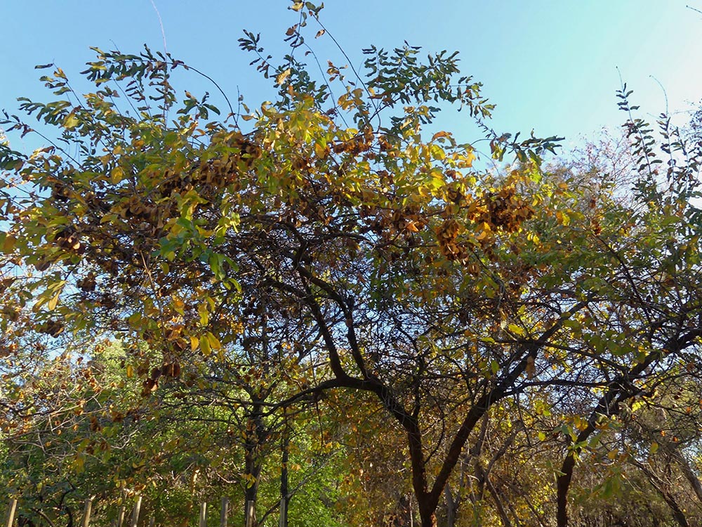 Combretum zeyheri Combretum zeyheri