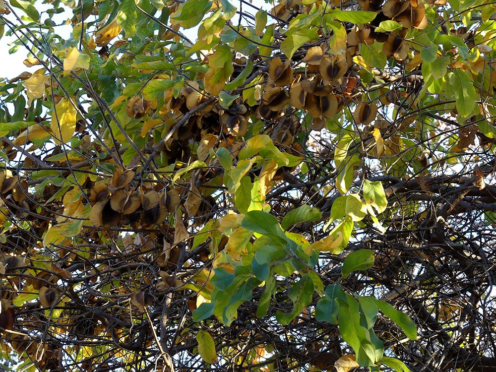 Combretum zeyheri Combretum zeyheri