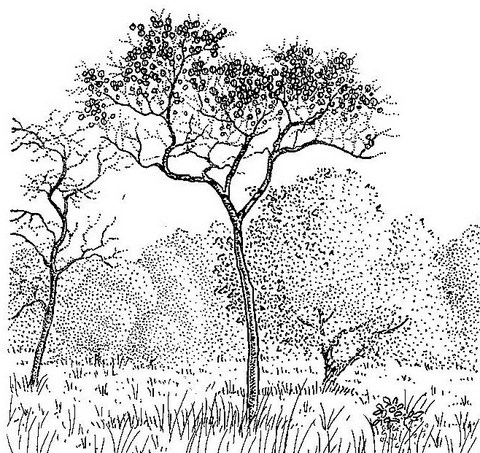 Combretum zeyheri Combretum zeyheri