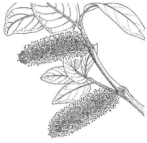 Combretum zeyheri Combretum zeyheri