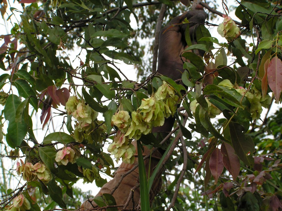 Pteleopsis anisoptera