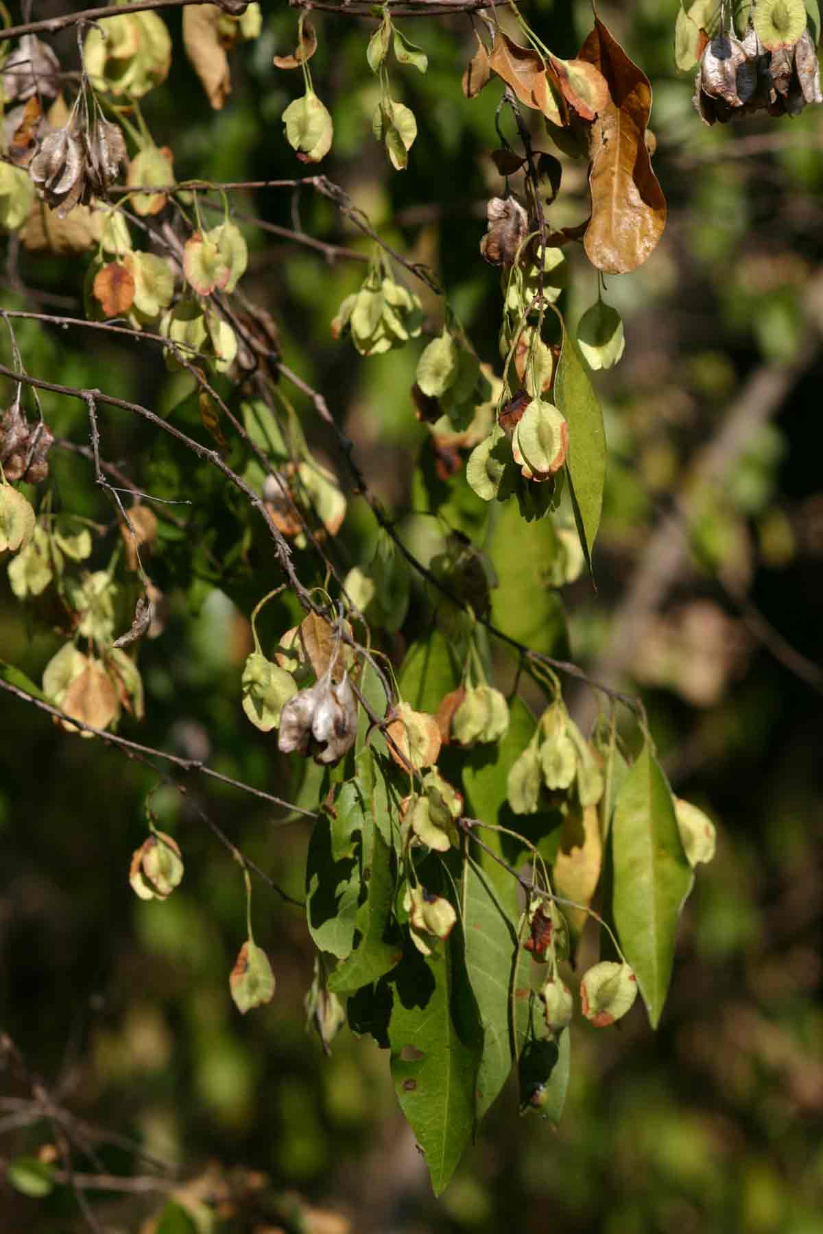 Pteleopsis myrtifolia