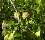 Pteleopsis myrtifolia