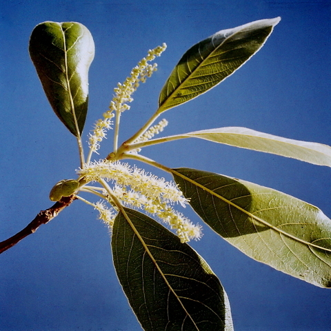 Terminalia mollis