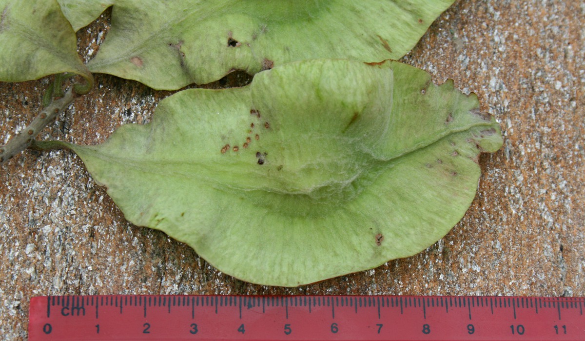 Terminalia mollis