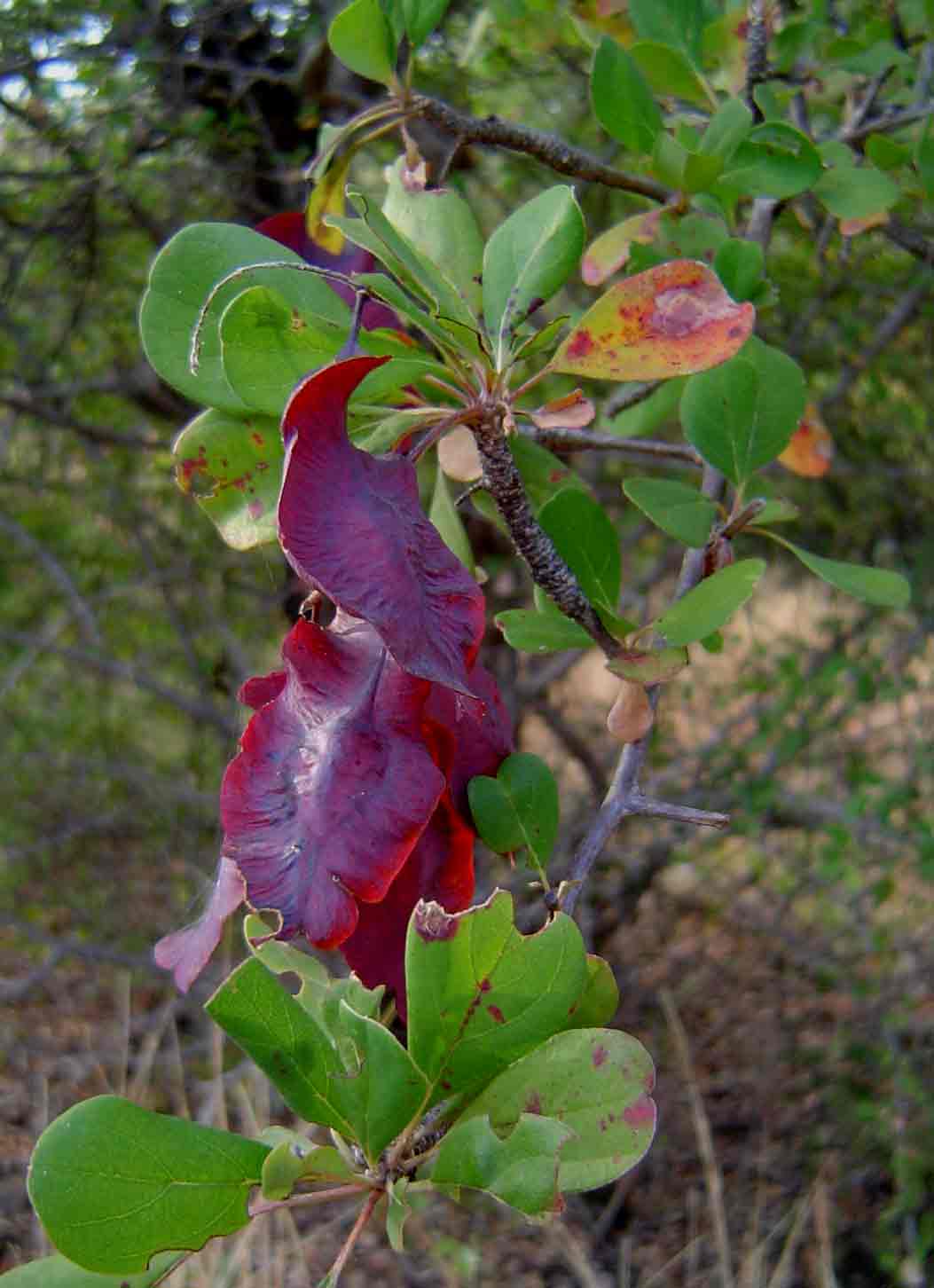 Terminalia prunioides Terminalia prunioides