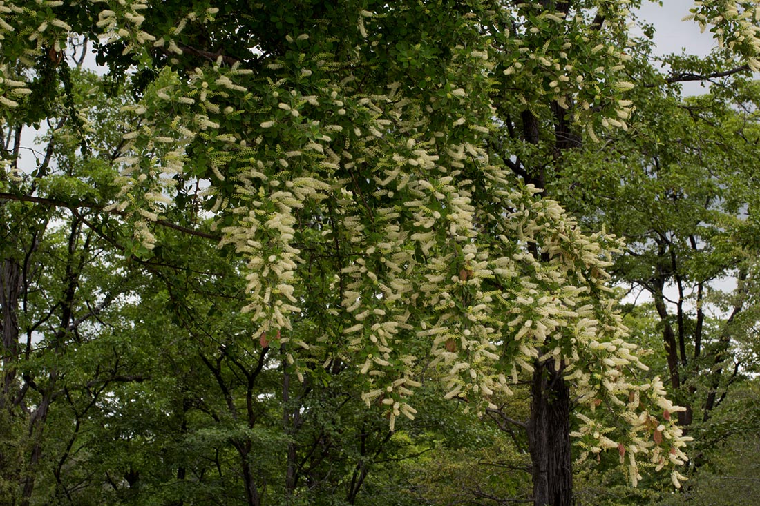 Terminalia prunioides