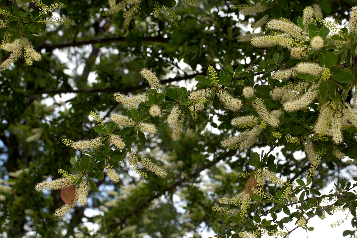 Terminalia prunioides