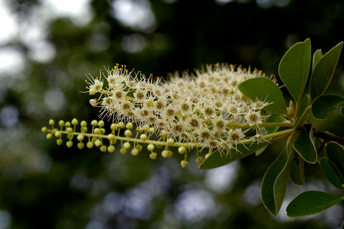 Terminalia prunioides