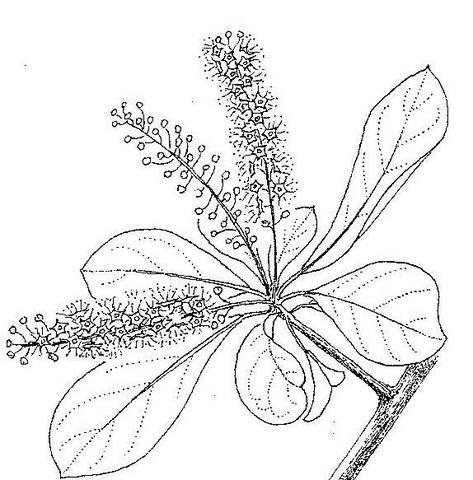 Terminalia prunioides