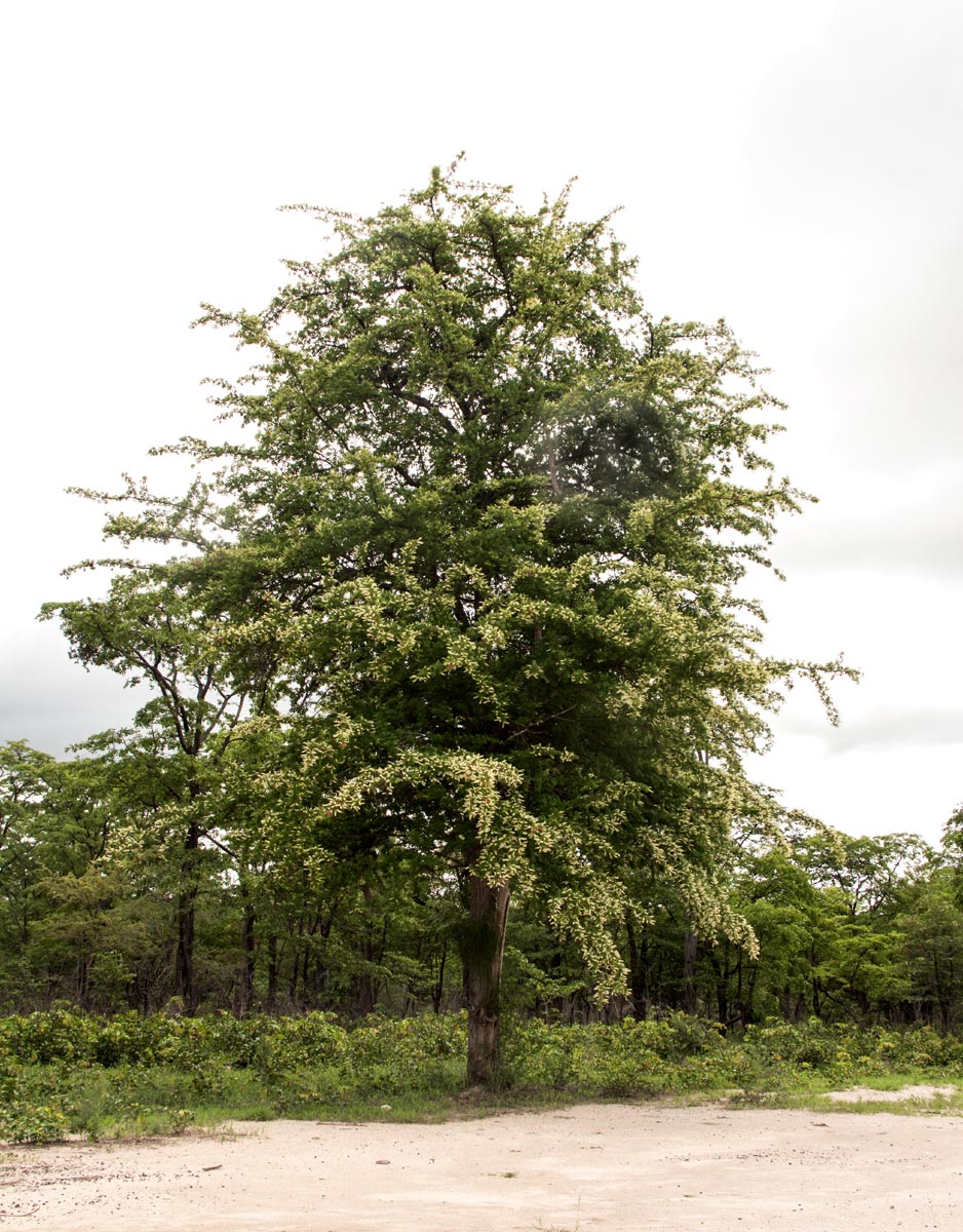 Terminalia prunioides