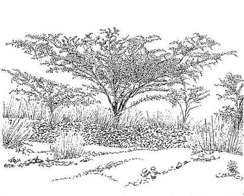 Terminalia randii Terminalia randii