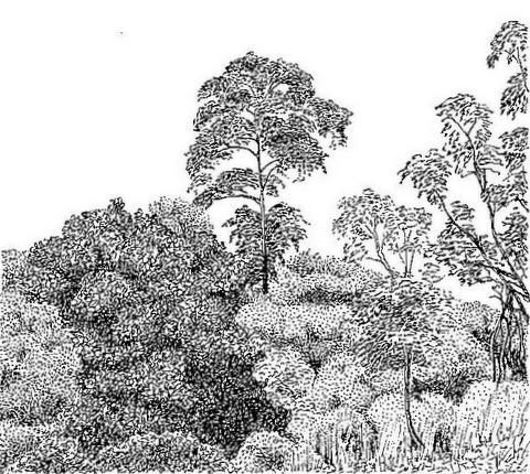 Terminalia sambesiaca