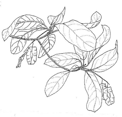 Terminalia sambesiaca
