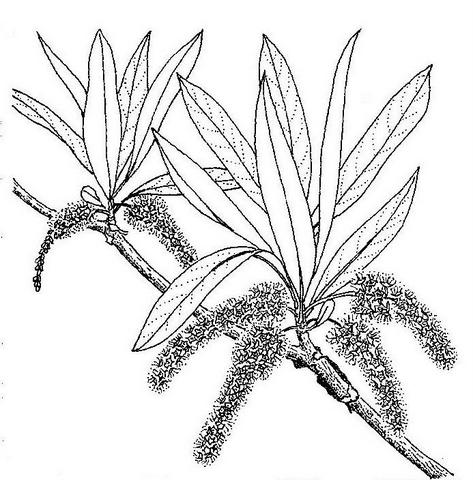 Terminalia sericea
