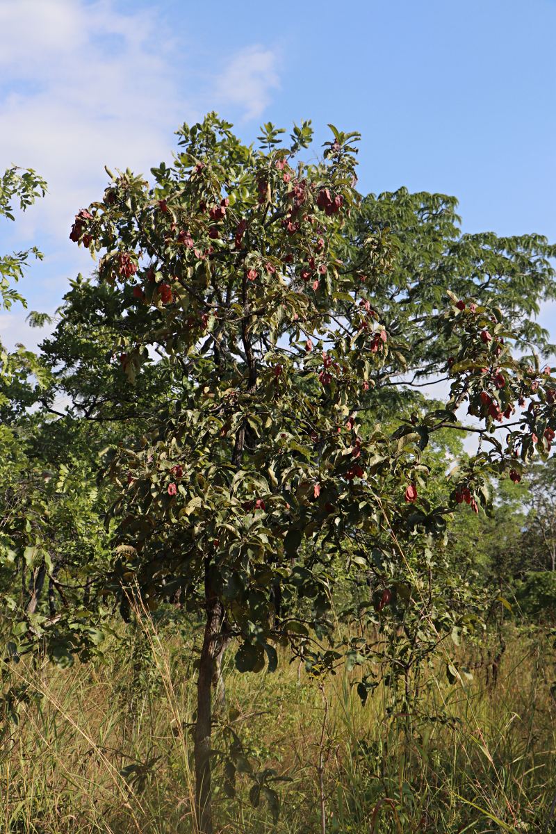 Terminalia stenostachya