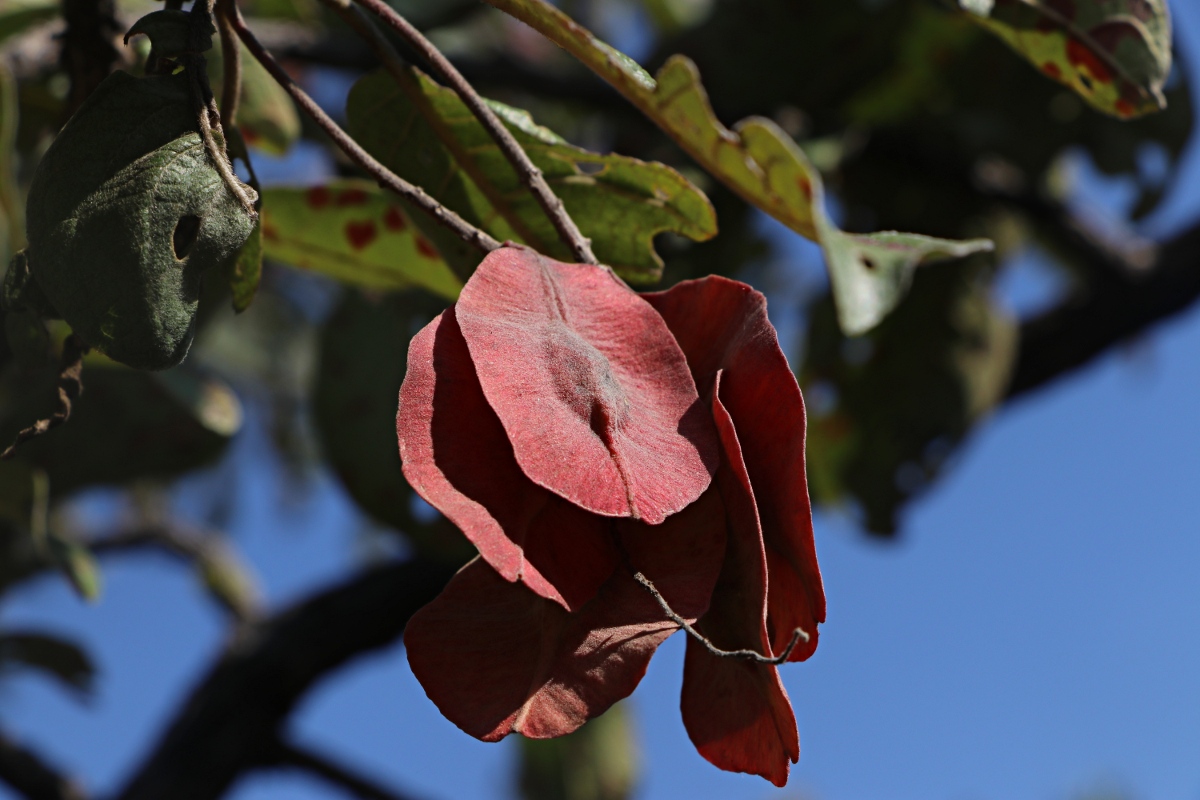 Terminalia stenostachya