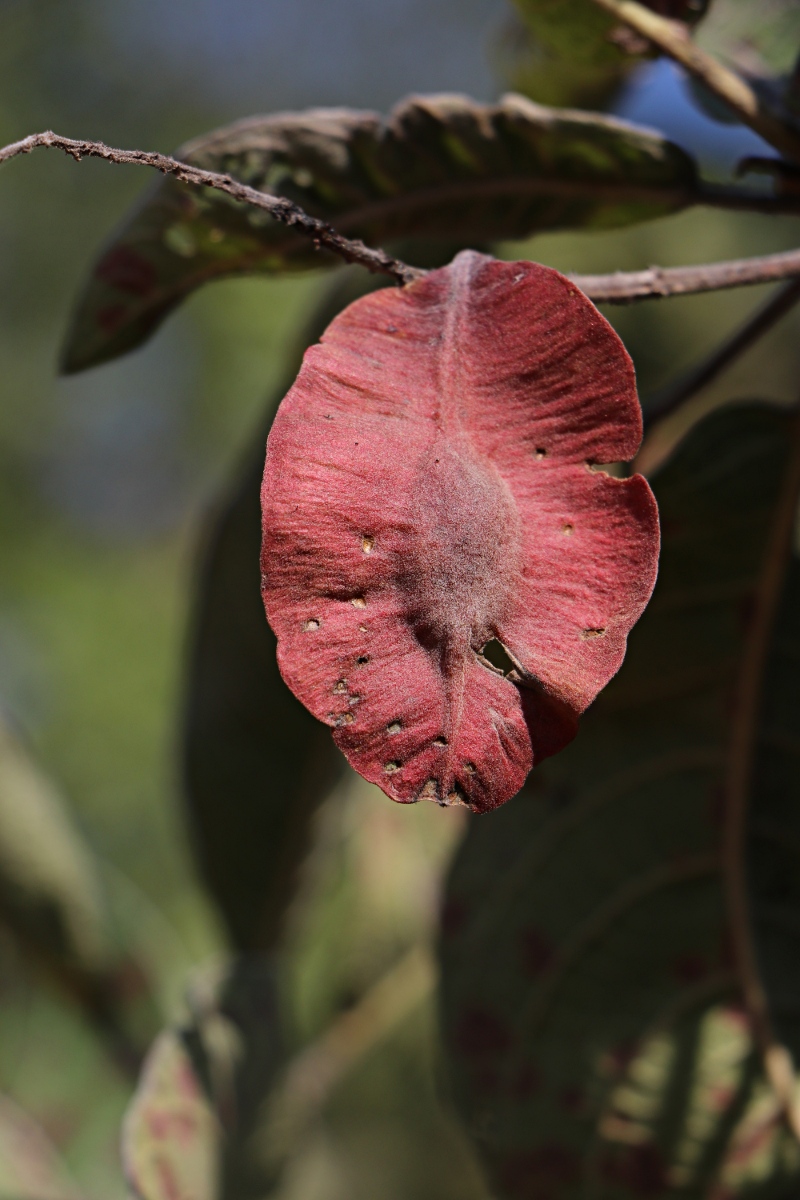 Terminalia stenostachya