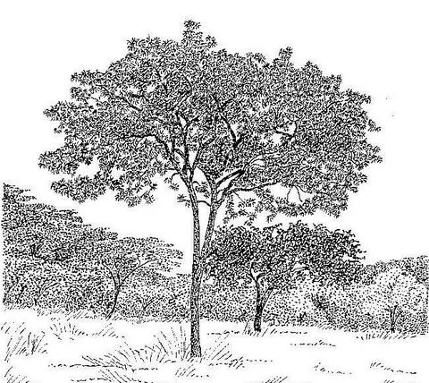 Terminalia stenostachya