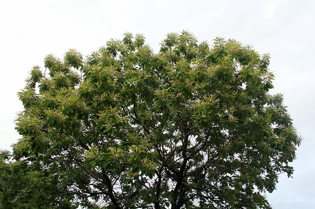 Terminalia stenostachya
