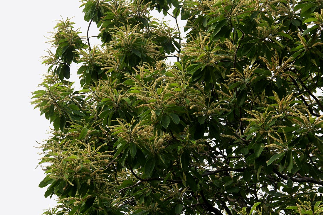 Terminalia stenostachya