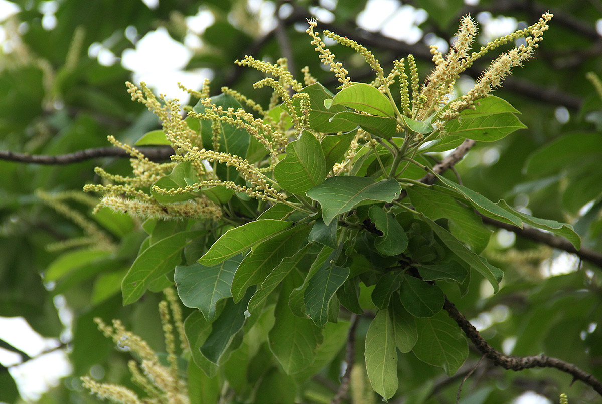 Terminalia stenostachya