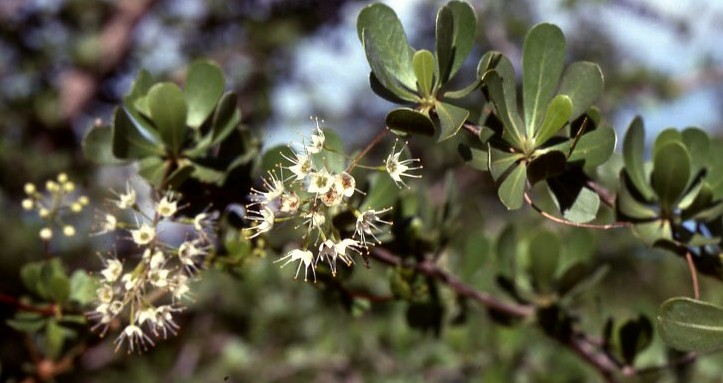 Terminalia stuhlmannii