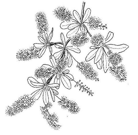 Terminalia stuhlmannii Terminalia stuhlmannii