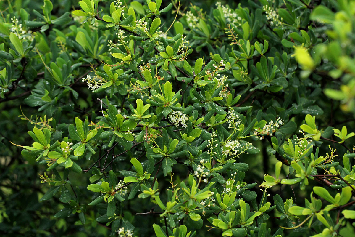 Terminalia stuhlmannii