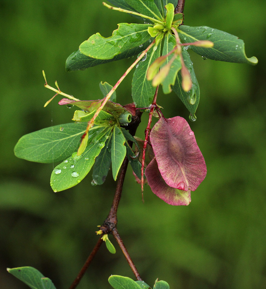 Terminalia stuhlmannii