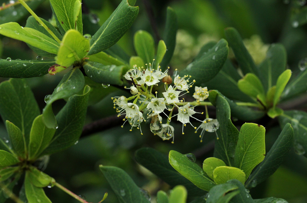 Terminalia stuhlmannii