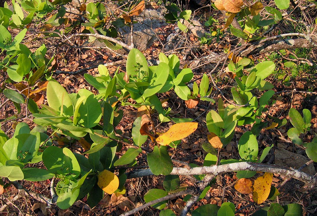 Syzygium cordatum