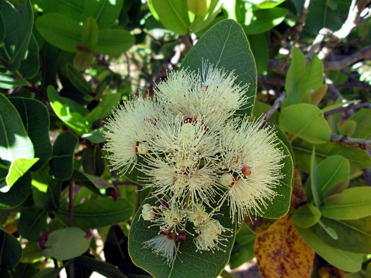 Syzygium cordatum Syzygium cordatum