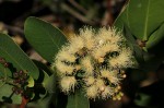 Syzygium cordatum