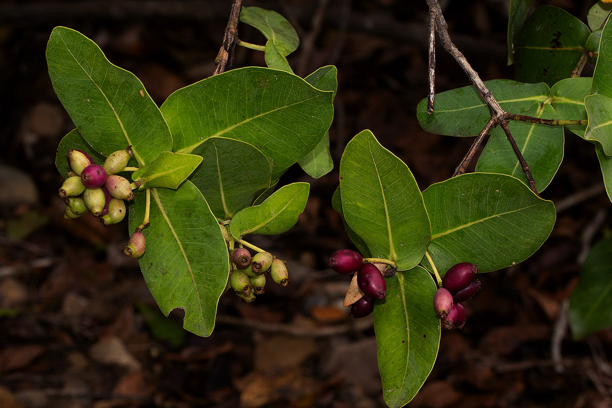 Syzygium cordatum Syzygium cordatum