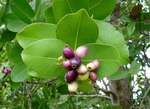 Syzygium cordatum