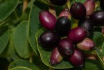 Syzygium cordatum